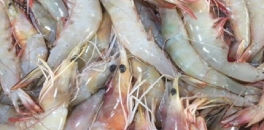 Health Benefits of Shrimp