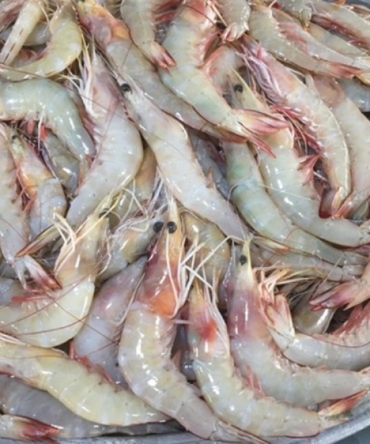 Health Benefits of Shrimp