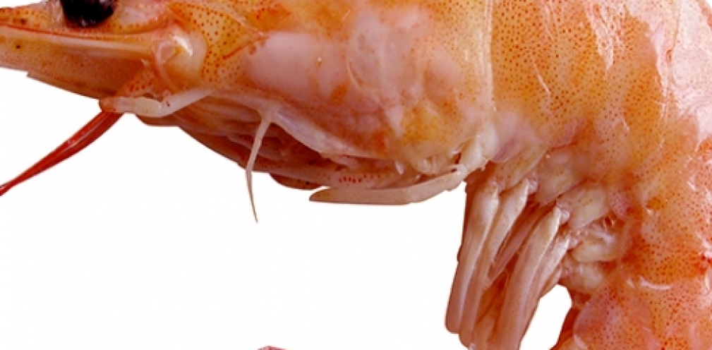 Tips for buying shrimp