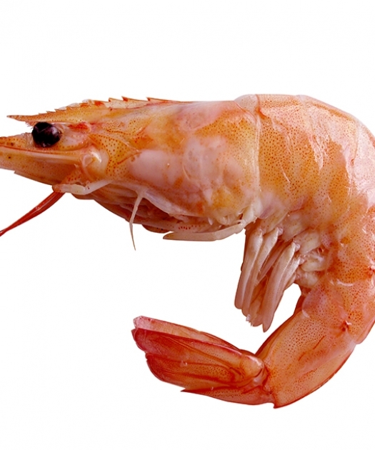Tips for buying shrimp
